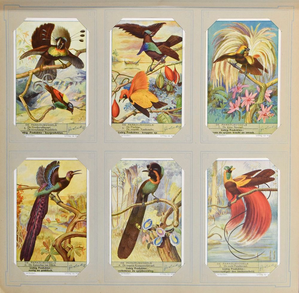 Grootformaat zichtkaarten (+/-800 stuks) + albums Liebig (50 moderne reeksen)