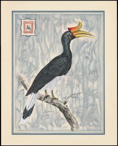 Vogels: Prent groot formaat naar Levaillant (1801) met afdruk zegel North Borneo 
