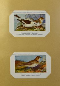 Fauna: Verzameling vogels in 3 klembanden met veel betere reeksen, w.o. Falkland, diverse andere Engelse gebieden, ook groot formaat album met prenten 