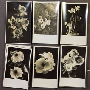 Fauna & Flora, verzameling foto's van een botanicus (+/-600 stuks)