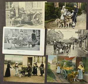Melkboerinnetjes, zeer mooie samenstelling (13 stuks)
