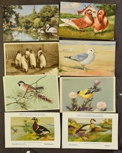 Vogels, mooie oude kaarten