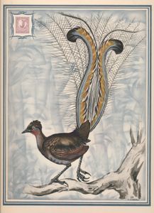 Birds: Large format print after J. Gould (1848) with offset impression of New South Wales eight pence 'Lyrebird' stamp from the 1949 set, rare, vf